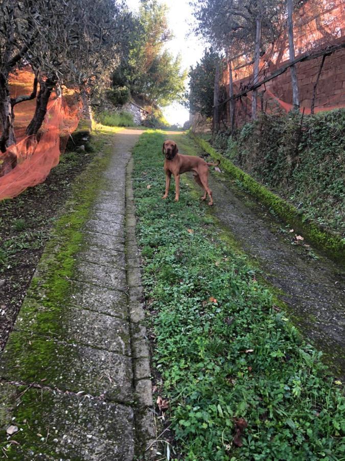 Villa Elena Mezzanego エクステリア 写真