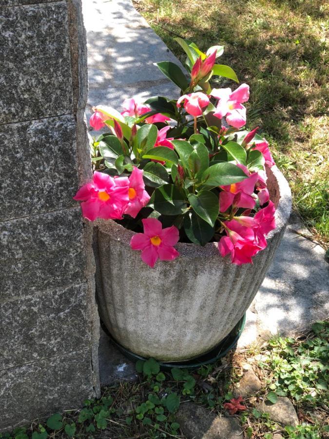 Villa Elena Mezzanego エクステリア 写真